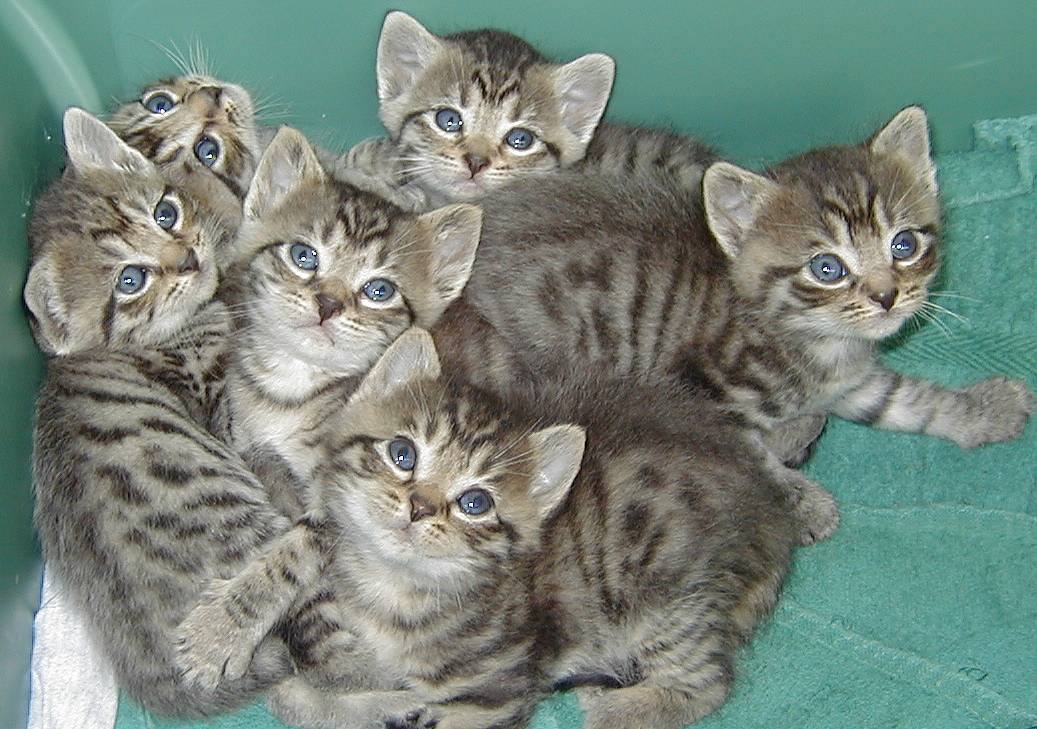 Six kittens