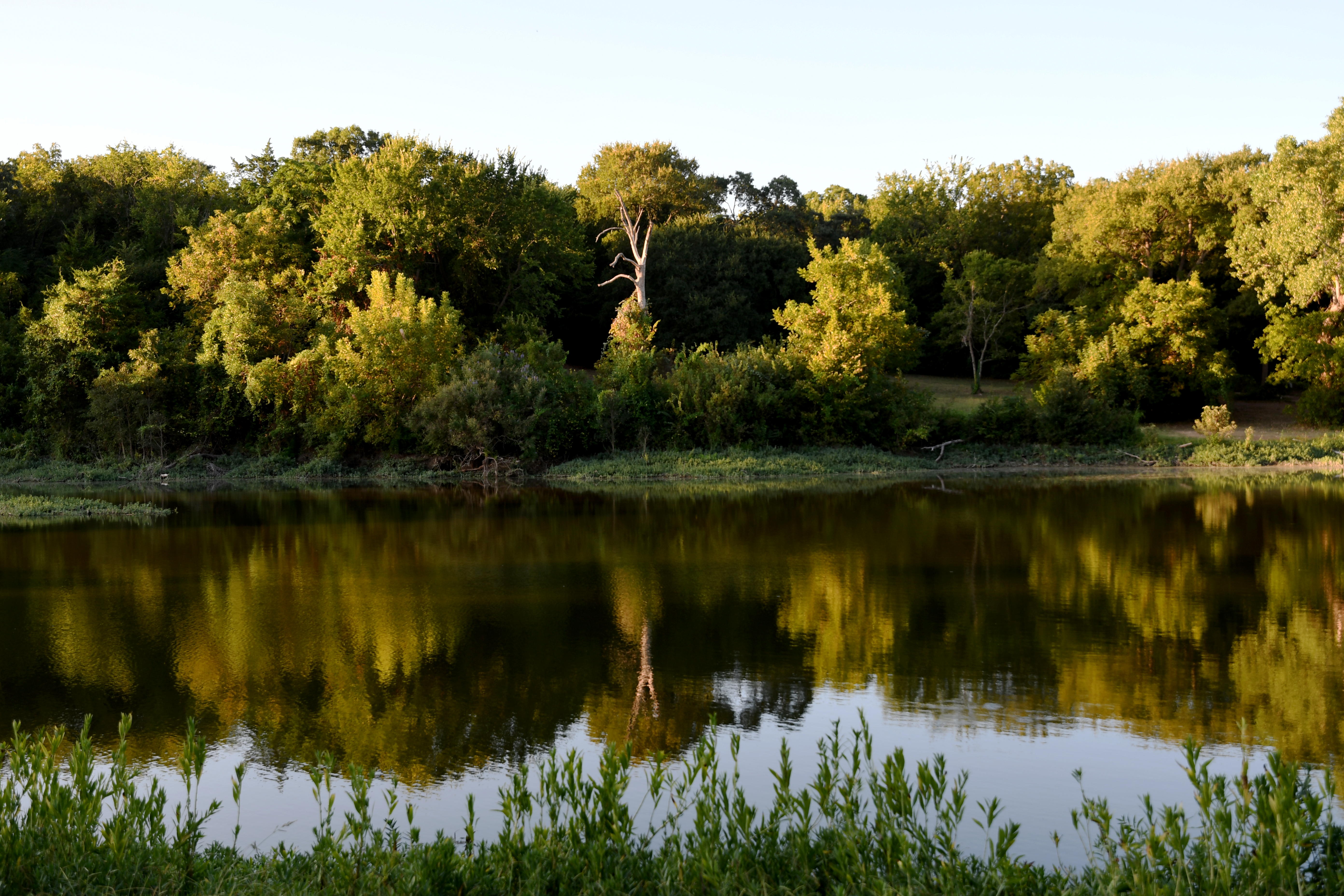 Lorch Park - Pond Yellow
