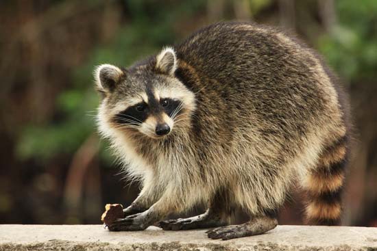 Raccoon_1