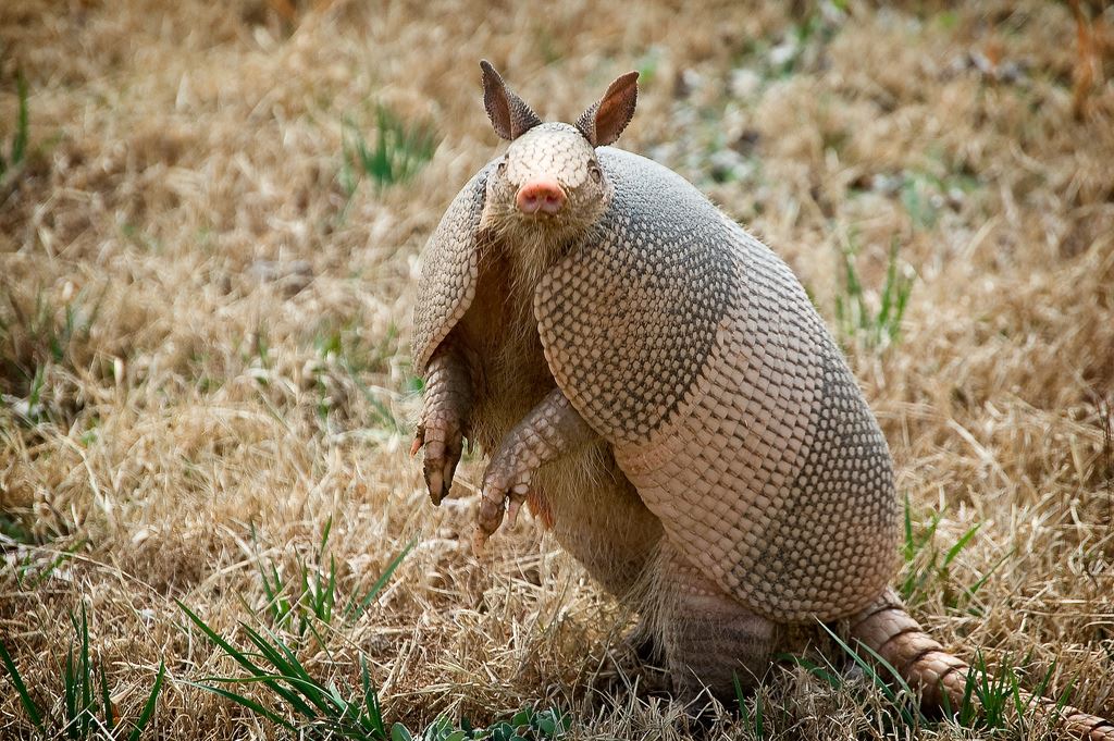 Armadillo_1
