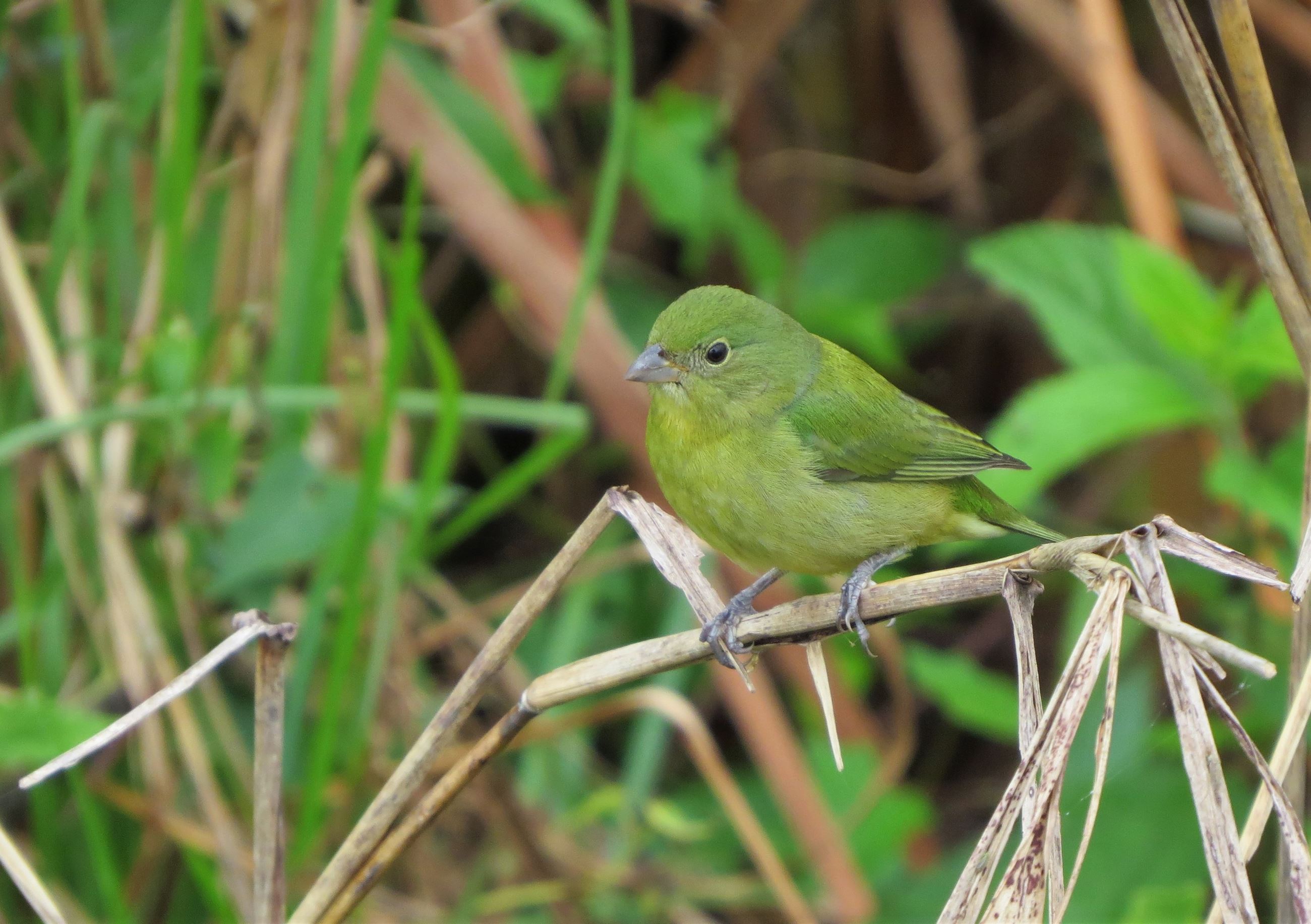 Female Painted Bunting, Susan Young, Flickr