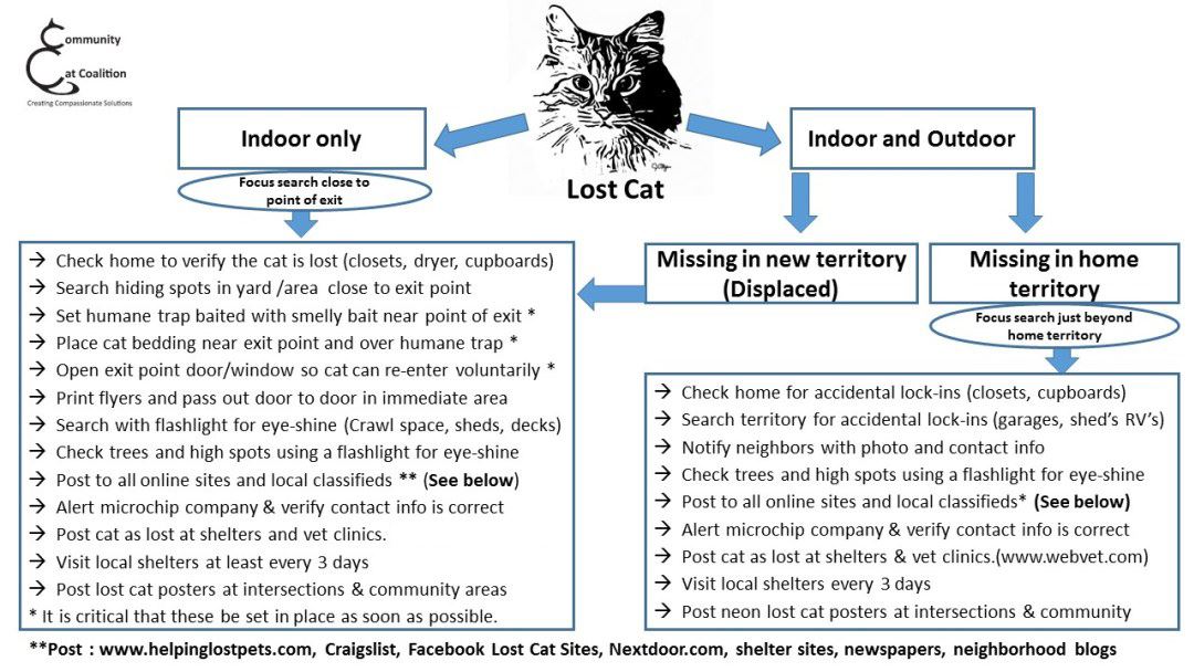 1-Lost-Cat-Decision-Tree