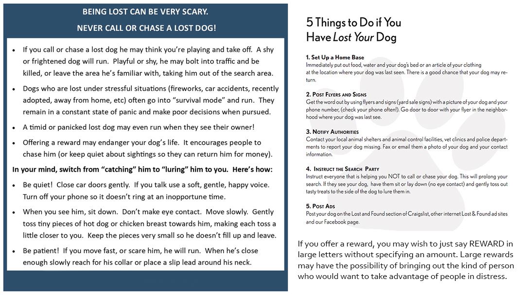 Missing-dog-tips