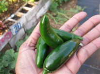 Jalapenos